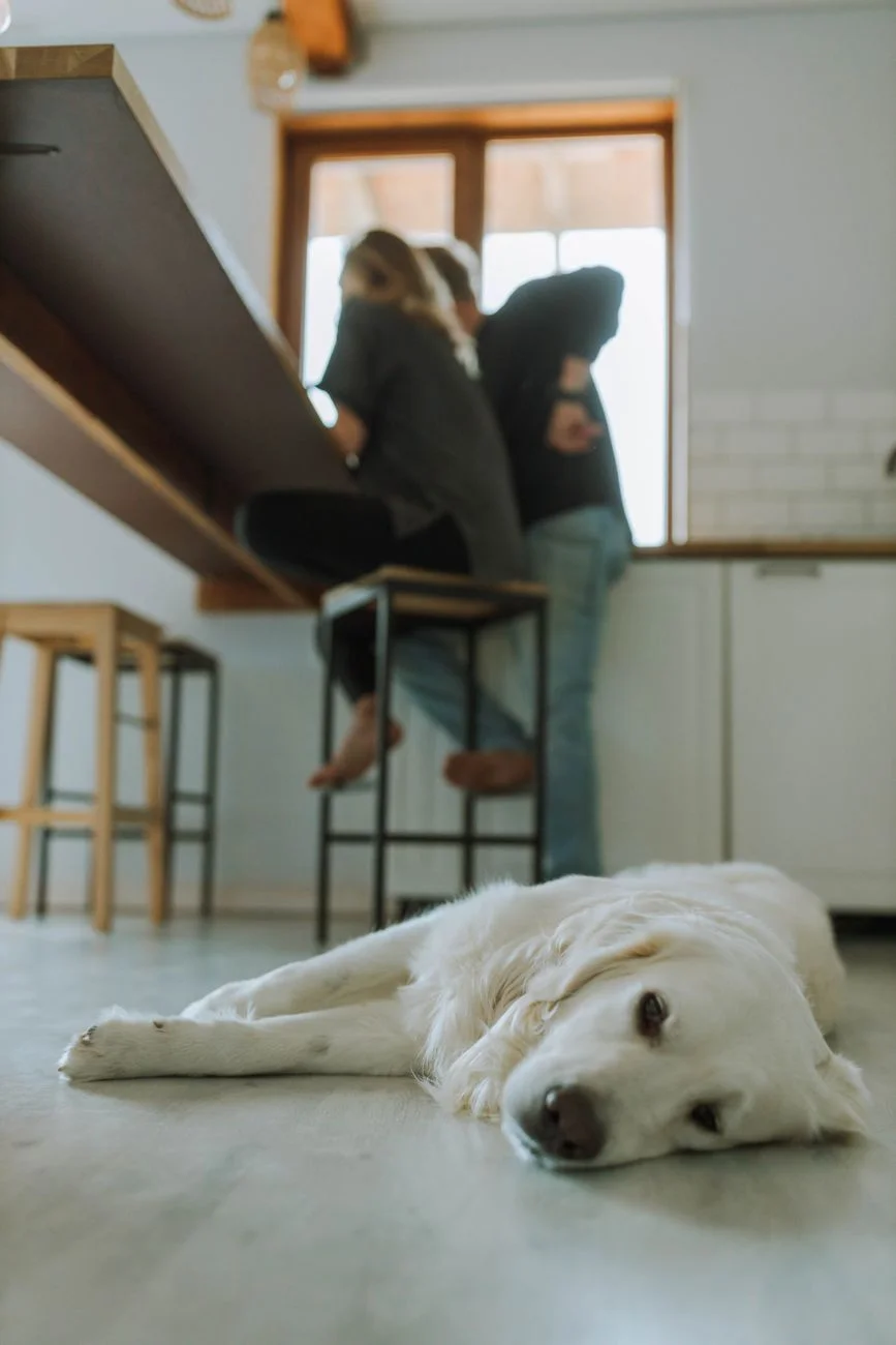 A dog standing near a kitchen counter where food was left out