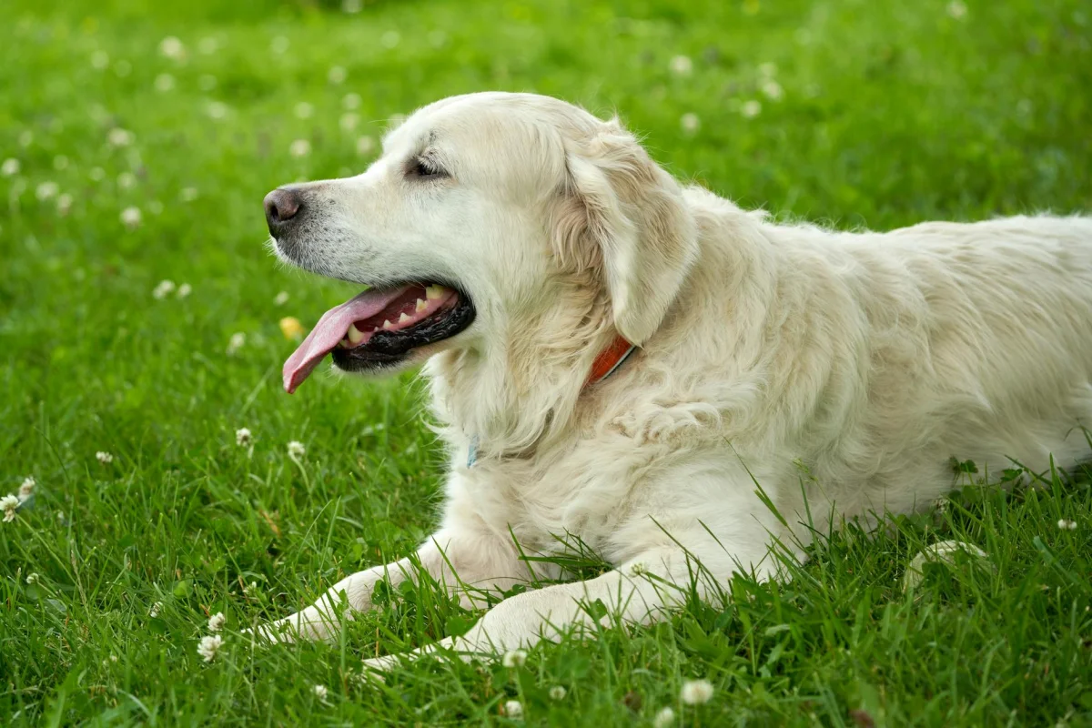 A golden retriever running through a sunny open meadow