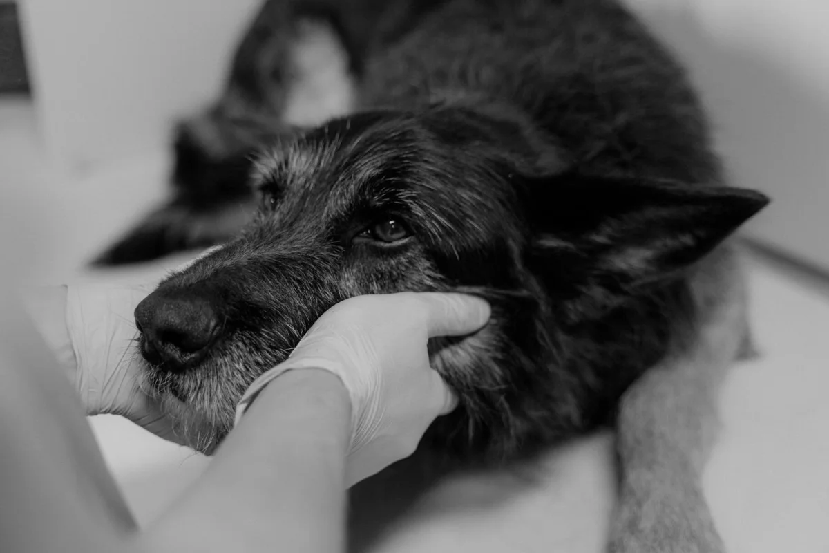 Senior dog resting with calm expression showing the topic of dog aging and health