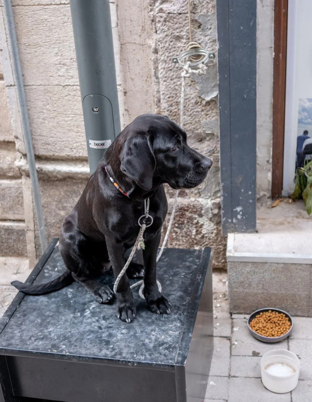 Golden retriever waiting beside a full food bowl in a kitchen
