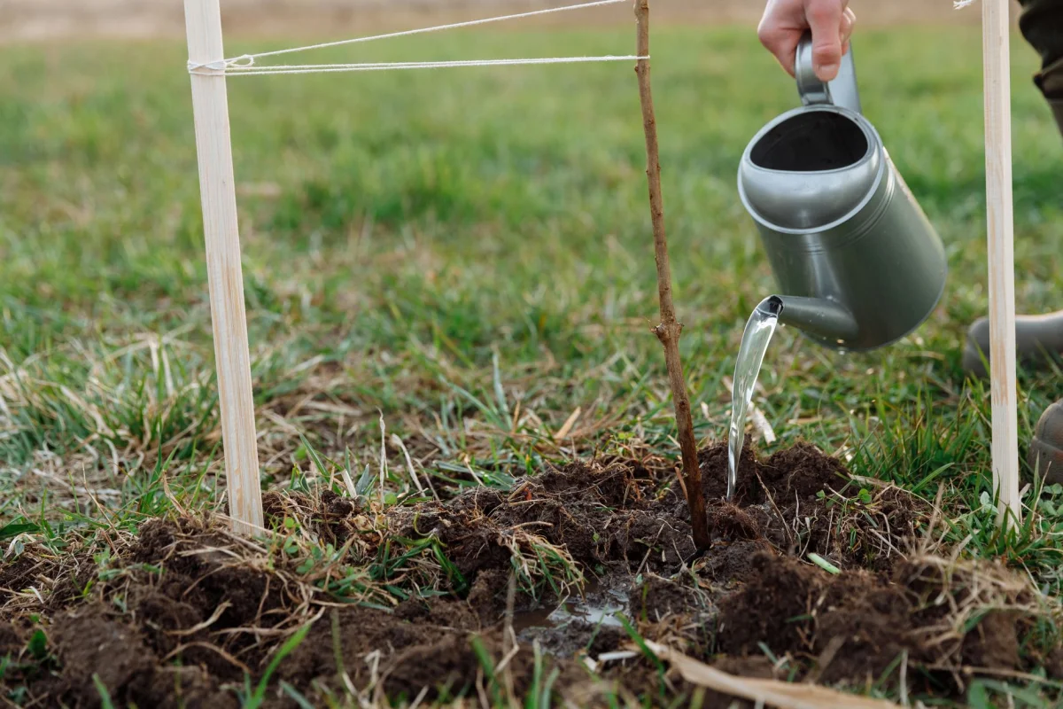 A homeowner watering a young tree with a watering can in a backyard garden