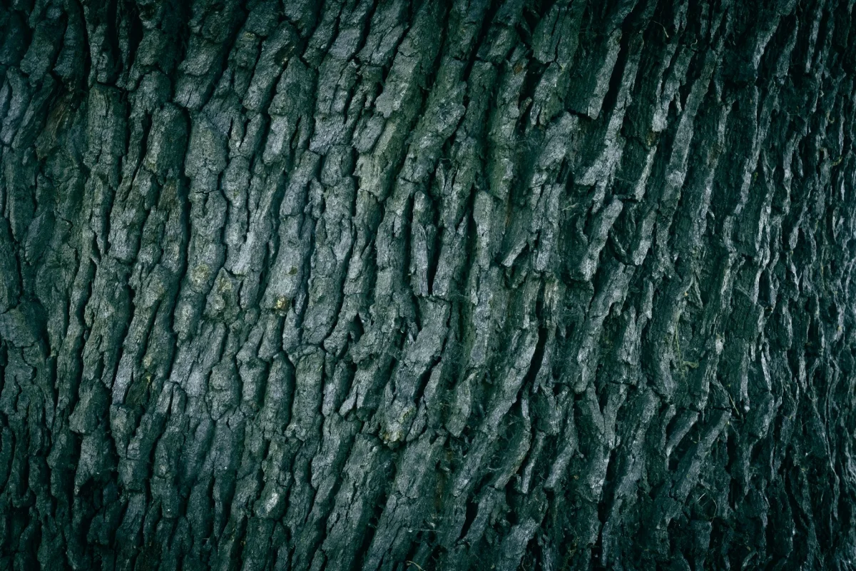 close-up of textured oak tree bark and trunk