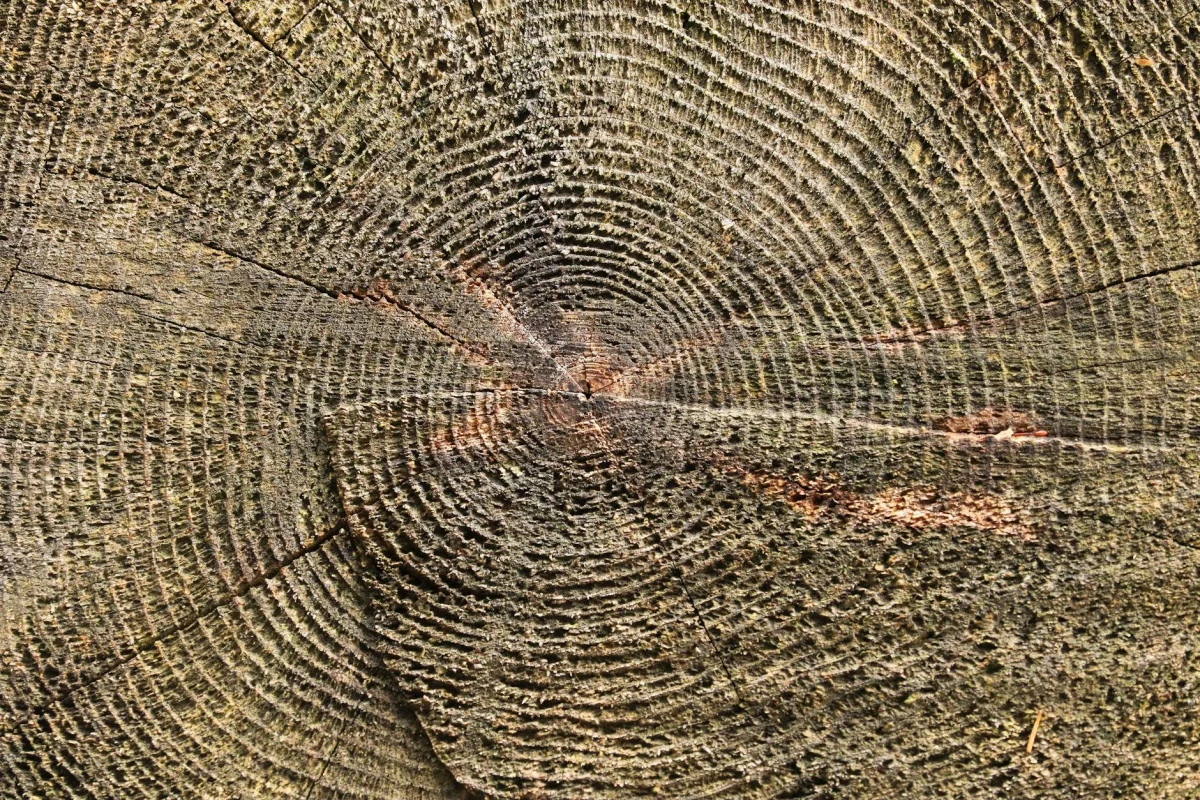 Cross-section of a tree trunk showing annual growth rings