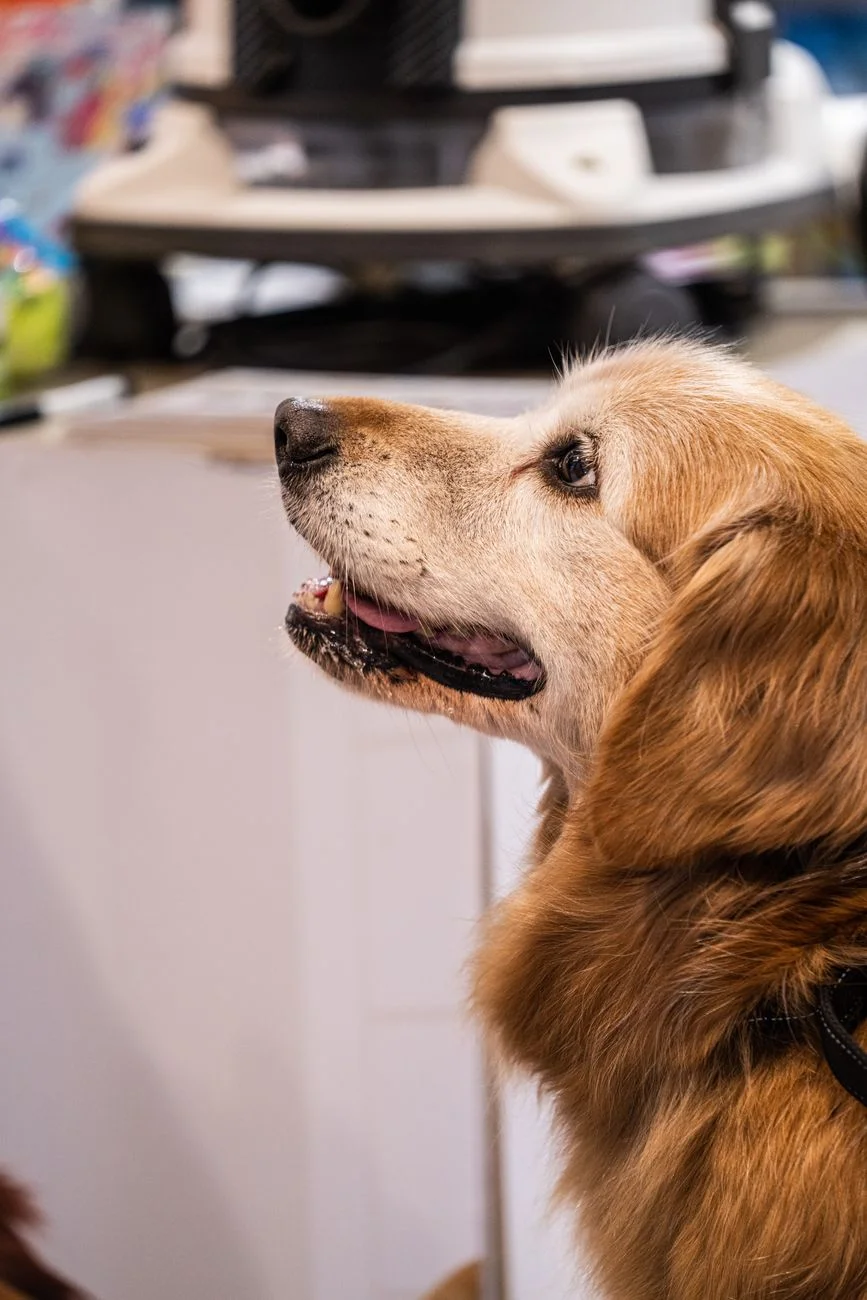 An older golden retriever with a graying muzzle resting on a porch